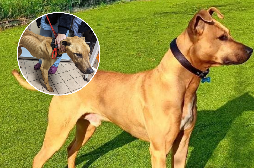 La transformación de Scooby: un perro al que solo le daban un par de días de vida