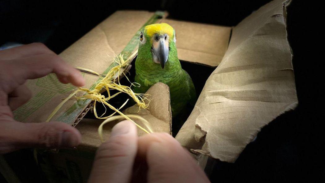 Tráfico de especies silvestres: otra cara del maltrato animal en Bogotá