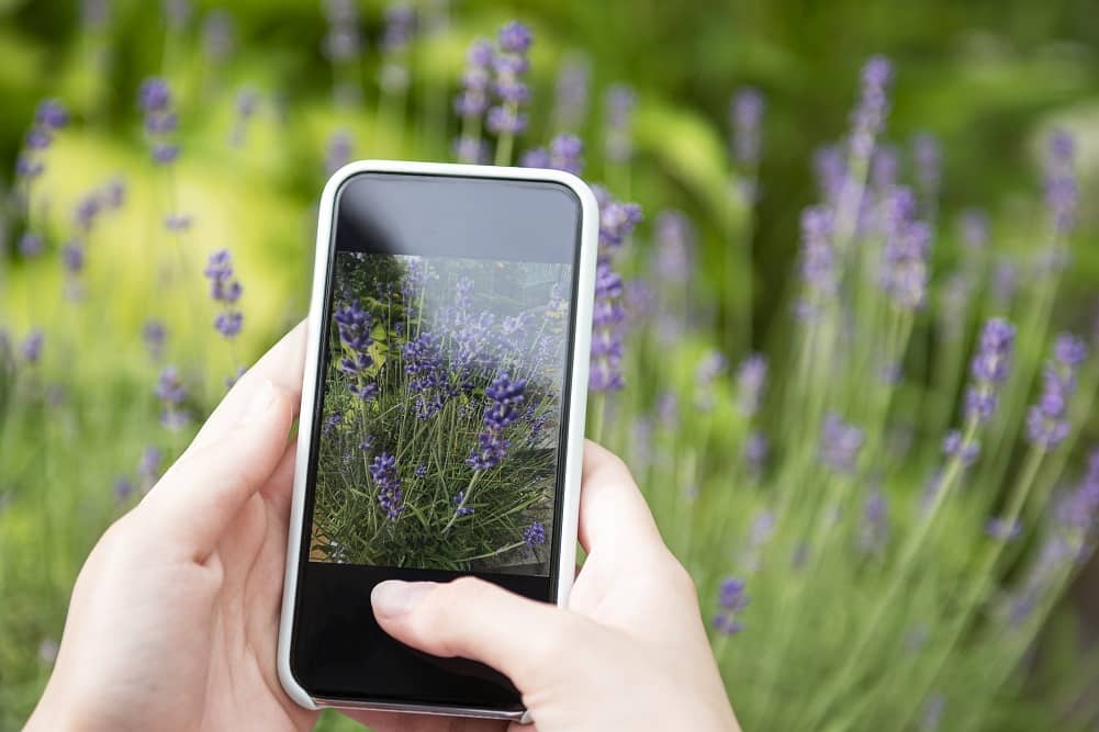 Hoy en día hay aplicaciones permiten a cualquier persona identificar plantas en segundos y obtener información útil para su cuidado o investigación.