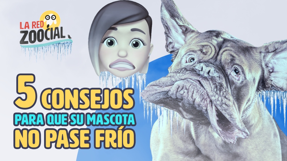 Manual para que su mascota no aguante frío