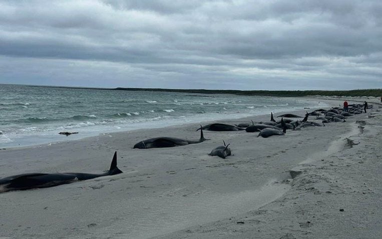 Mueren más de 70 ballenas que quedaron encalladas en playa en Escocia