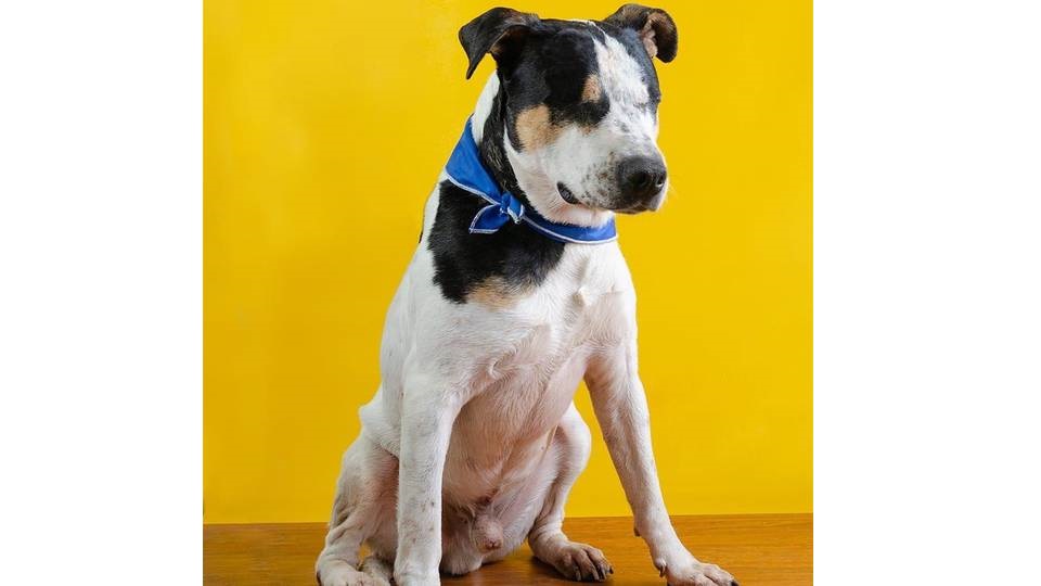A la cárcel hombre que atacó y dejó ciego a un perro en Zipaquirá