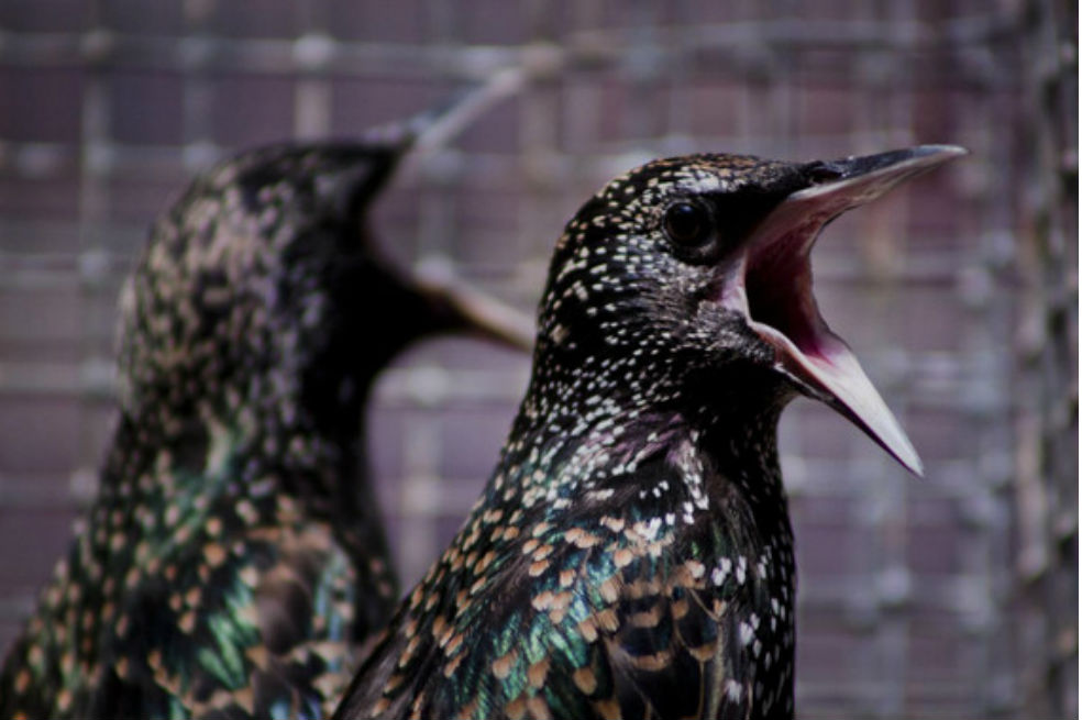 Pájaros cantores, las aves que burlan la contaminación ambiental