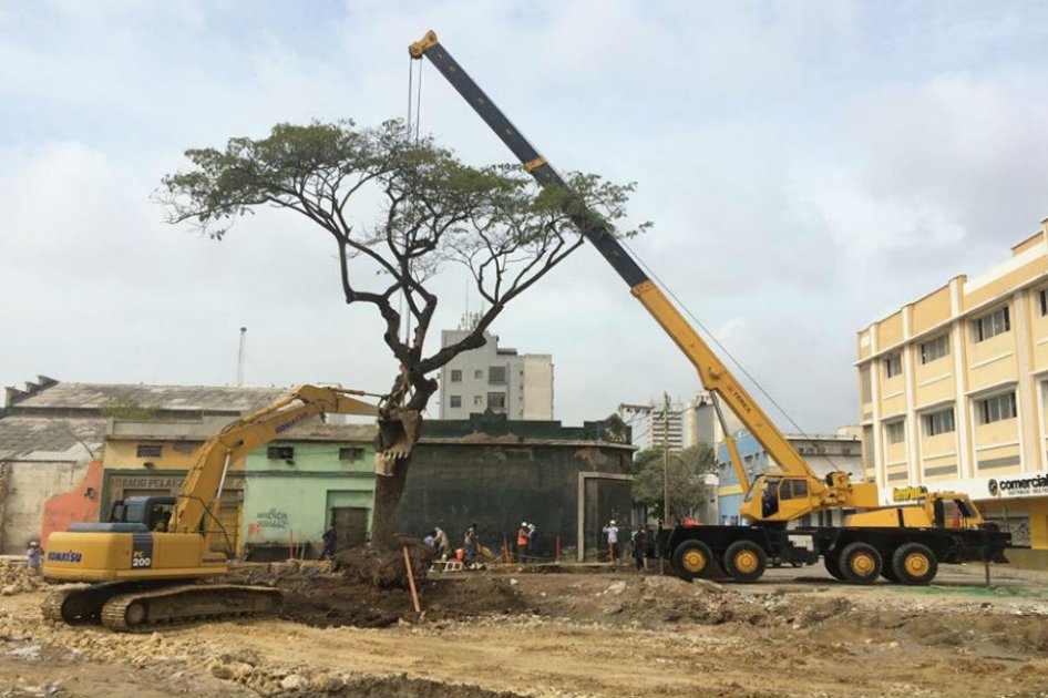 Culmina el traslado de dos árboles en Barranquilla