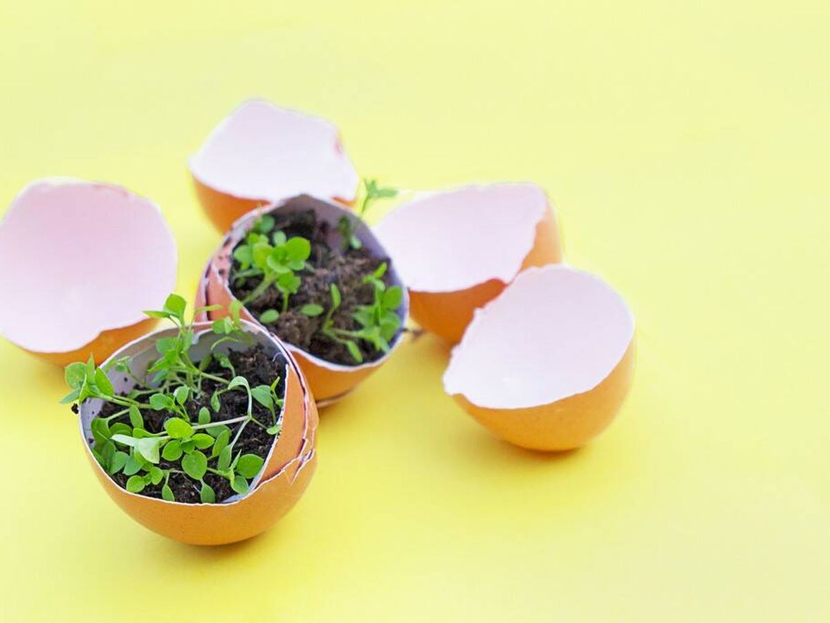 La liberación gradual de calcio ayuda a mantener un equilibrio nutritivo, mejora la estructura del suelo y puede contribuir a una mayor resistencia de las plantas contra enfermedades y plagas