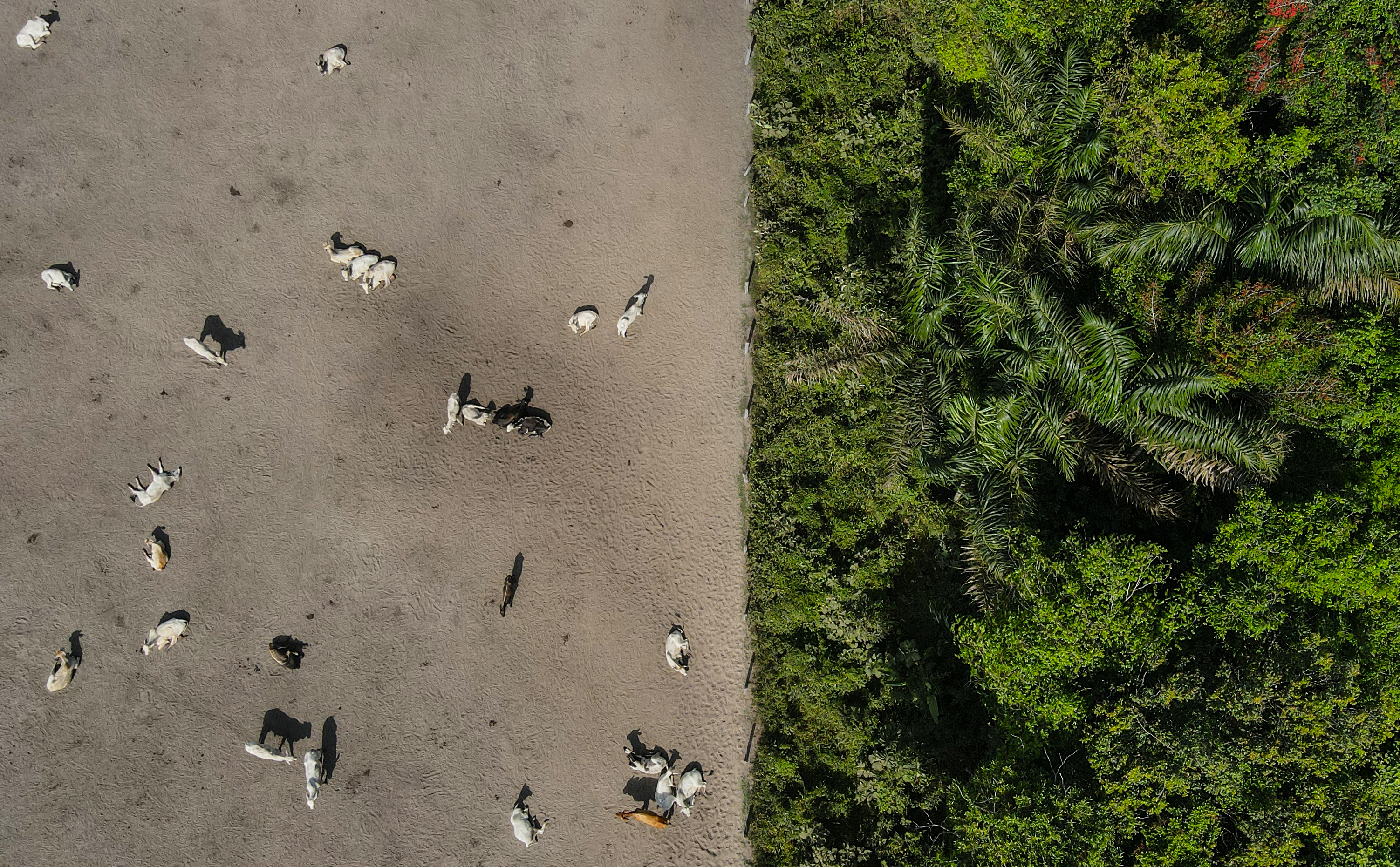 Los bosques, otras víctimas del abandono estatal