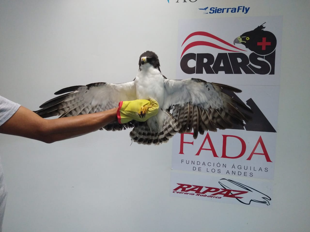 Con implante de plumas gavilán regresa a su hábitat natural en el Huila