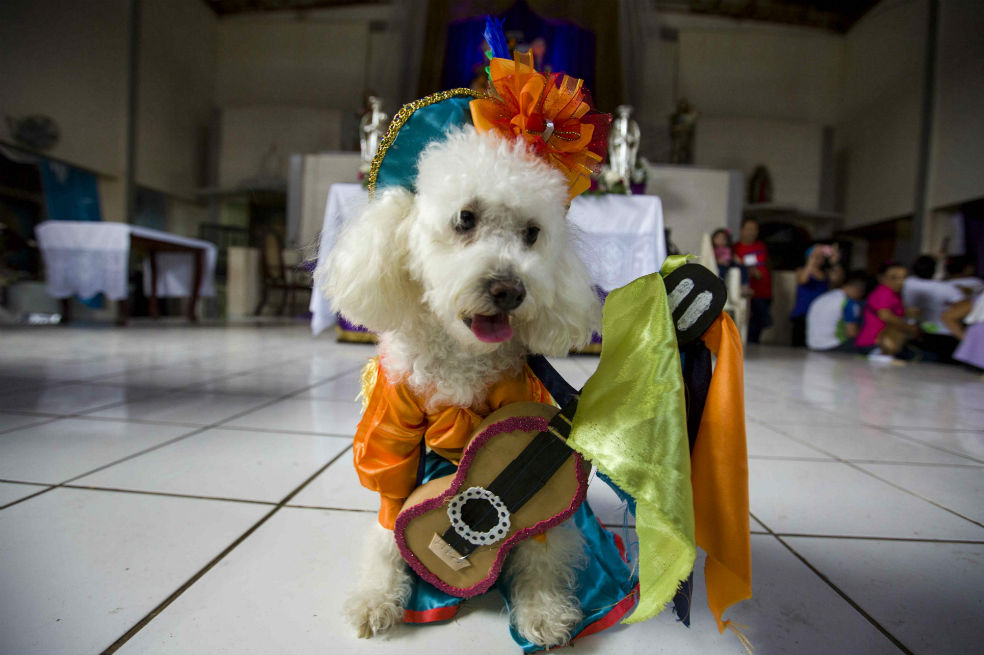 ¿Por qué insistimos en disfrazar a los perros?