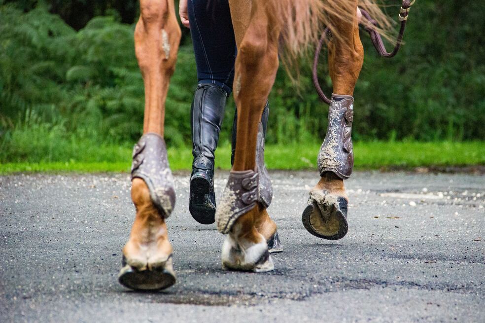 Caballo cochero se desplomó en Cartagena y despertó preocupación sobre bienestar animal