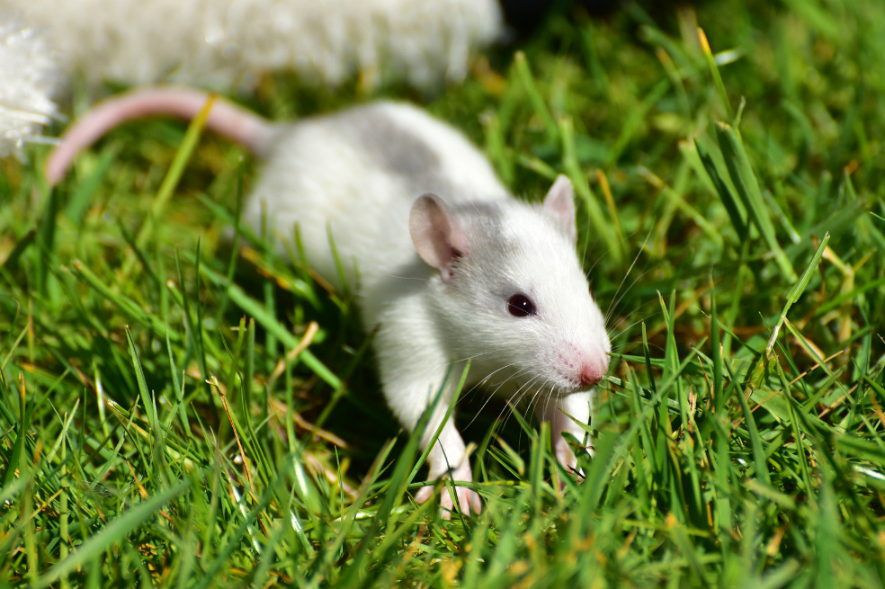 Detectan, por primera vez, en un ser humano un virus propio de las ratas
