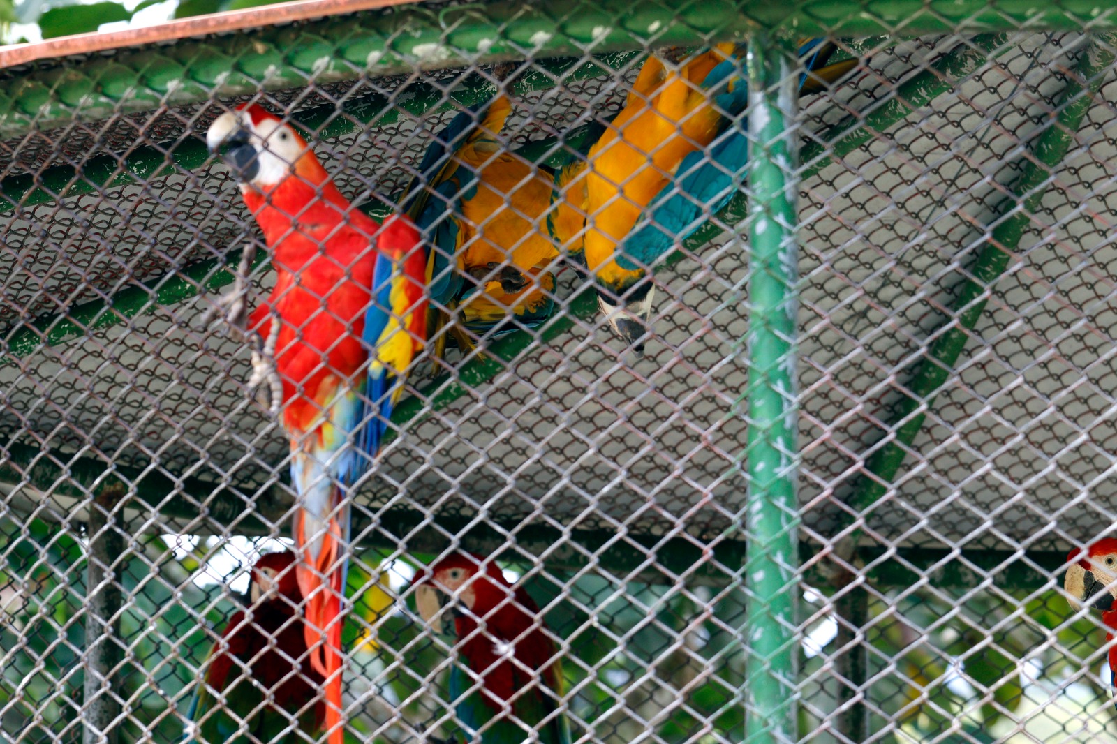 Guacamayas con alas cortadas fueron rescatadas de una finca del Valle del Cauca