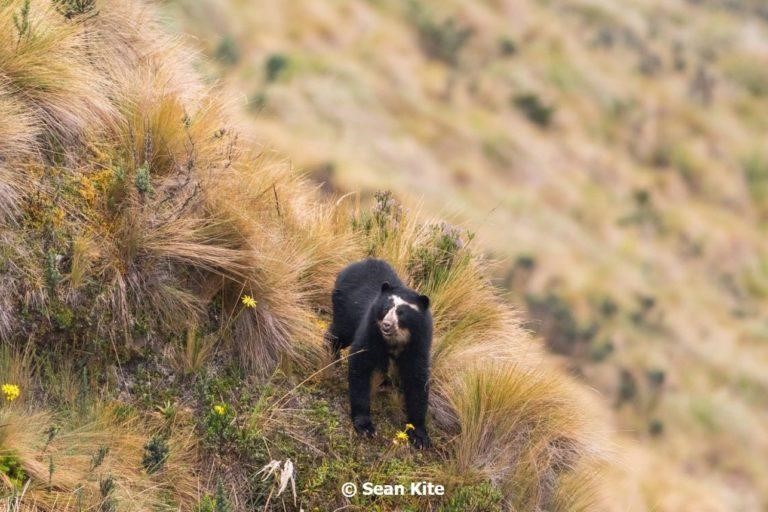 Más de 20 osos andinos han sido liberados en los páramos de Ecuador.Foto: Sean Kite.Además, con los proyectos de marcaje de osos, Castellanos ha logrado derribar algunos mitos sobre las costumbres de esta especie. “Hemos demostrado que los osos no se desplazan durante la noche”, dice como ejemplo.