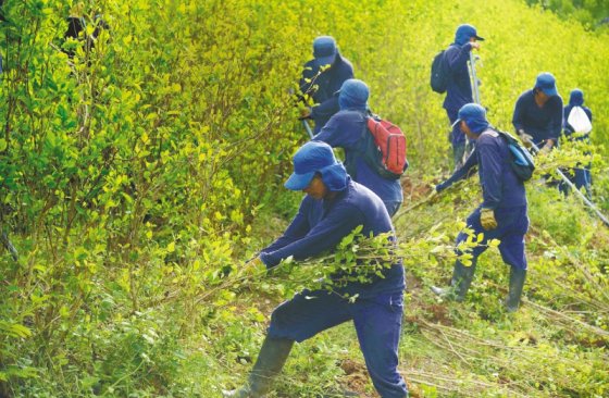 EE.UU. «se ha vuelto muy impaciente» con erradicación de coca: Minambiente