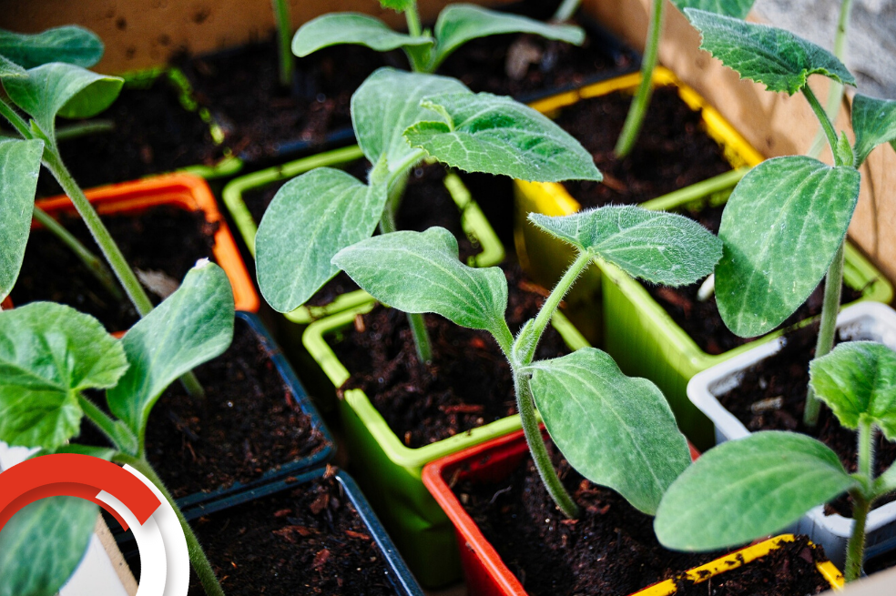 ¿Cómo tener una huerta en casa?