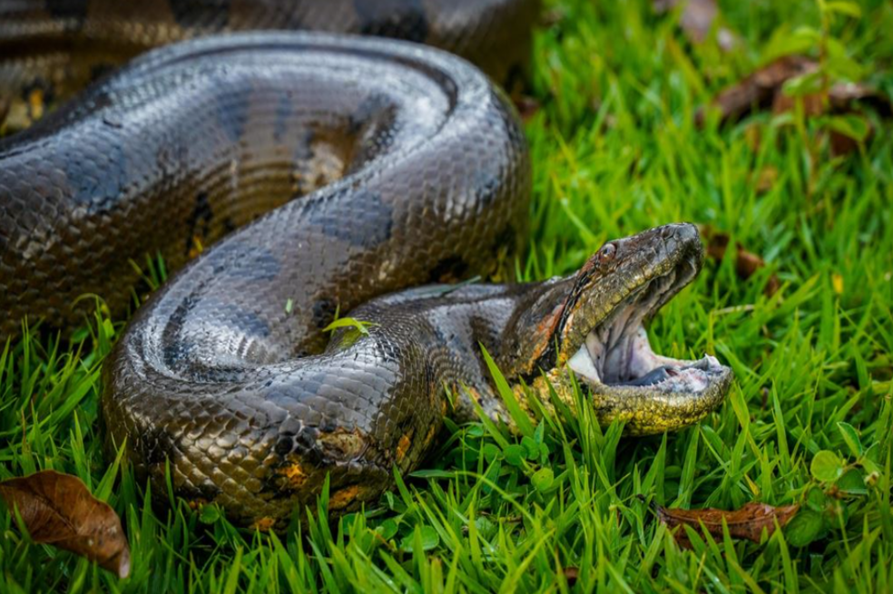 Rescatan anaconda de cuatro metros que se estaba comiendo a los animales en el Meta