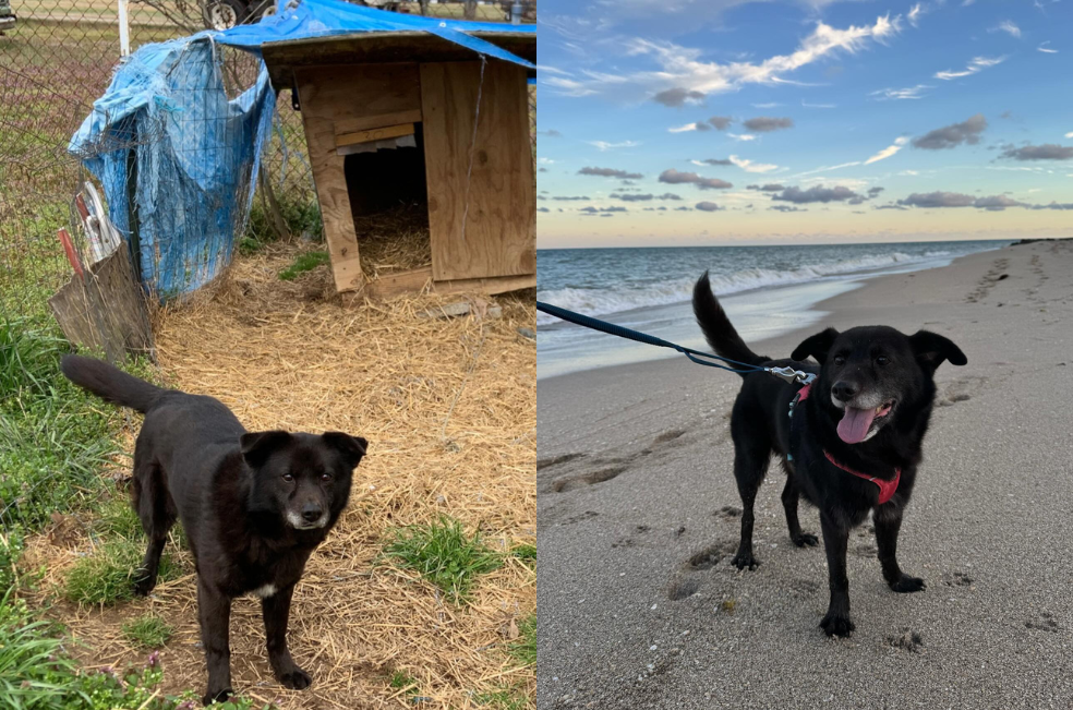 Rusty, el perro que esperó diez años para ser feliz en un nuevo hogar