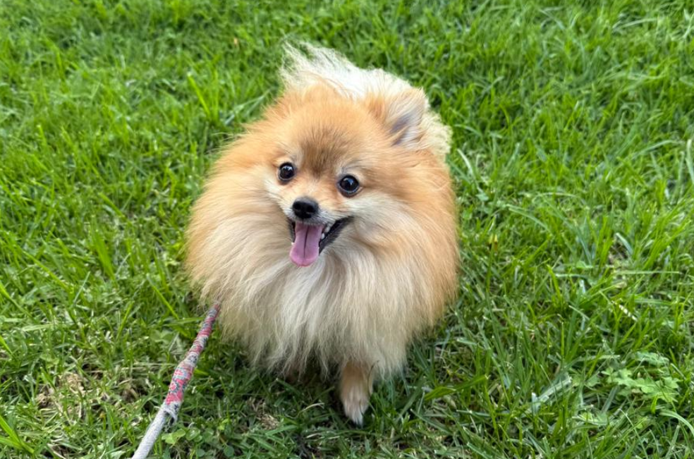 Buscan a Thanos, un perrito robado en Colina Campestre: su salud está en riesgo