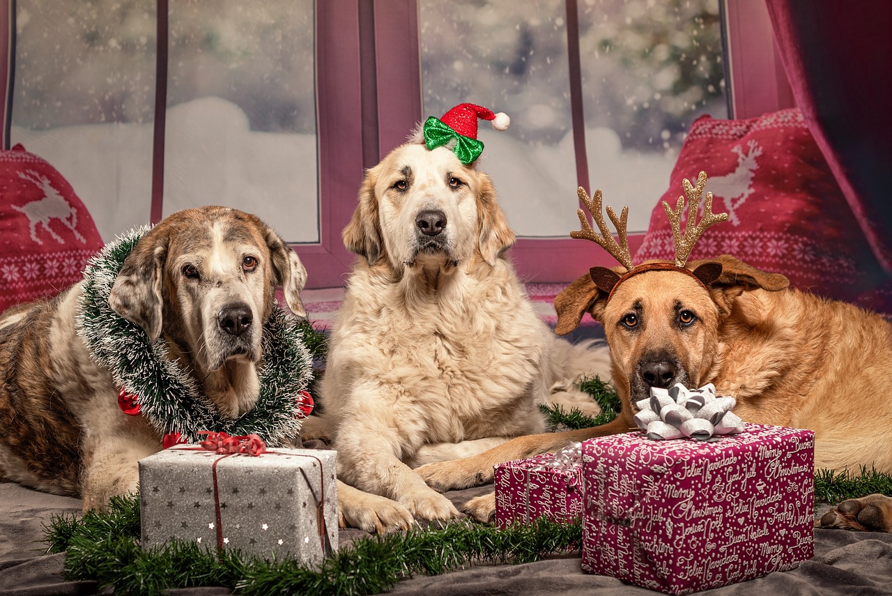 ¿Qué le puedo regalar a mi mascota de Navidad? Aquí algunas ideas