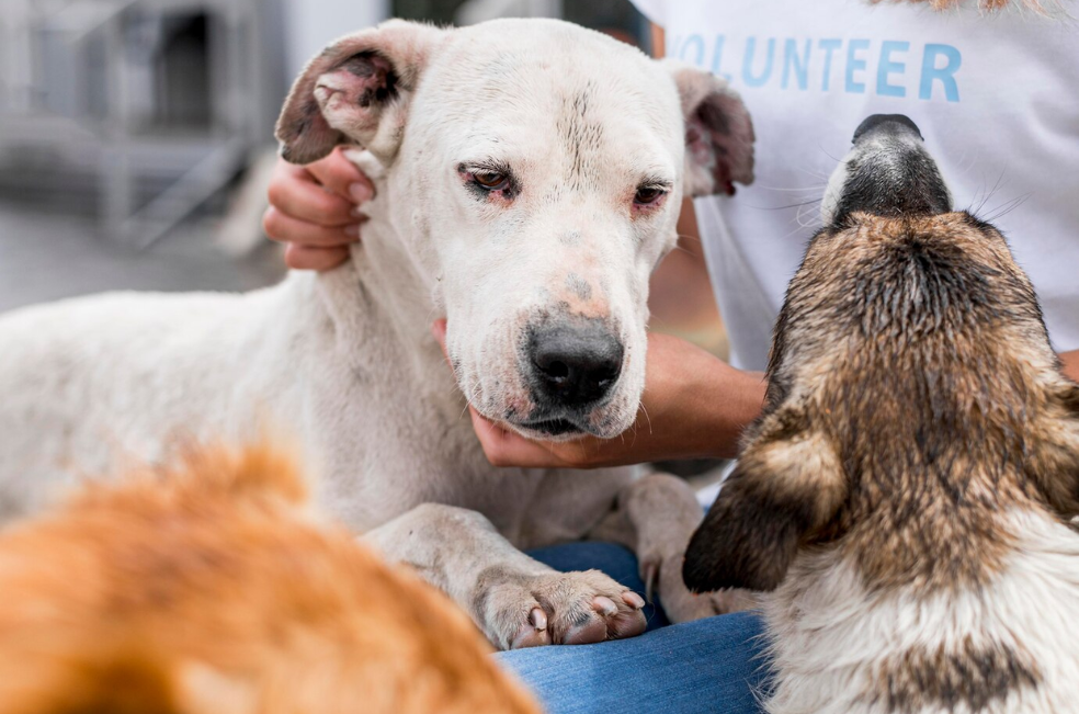 Mujer deja en su testamento una donación de $130.000.000 para un refugio animal