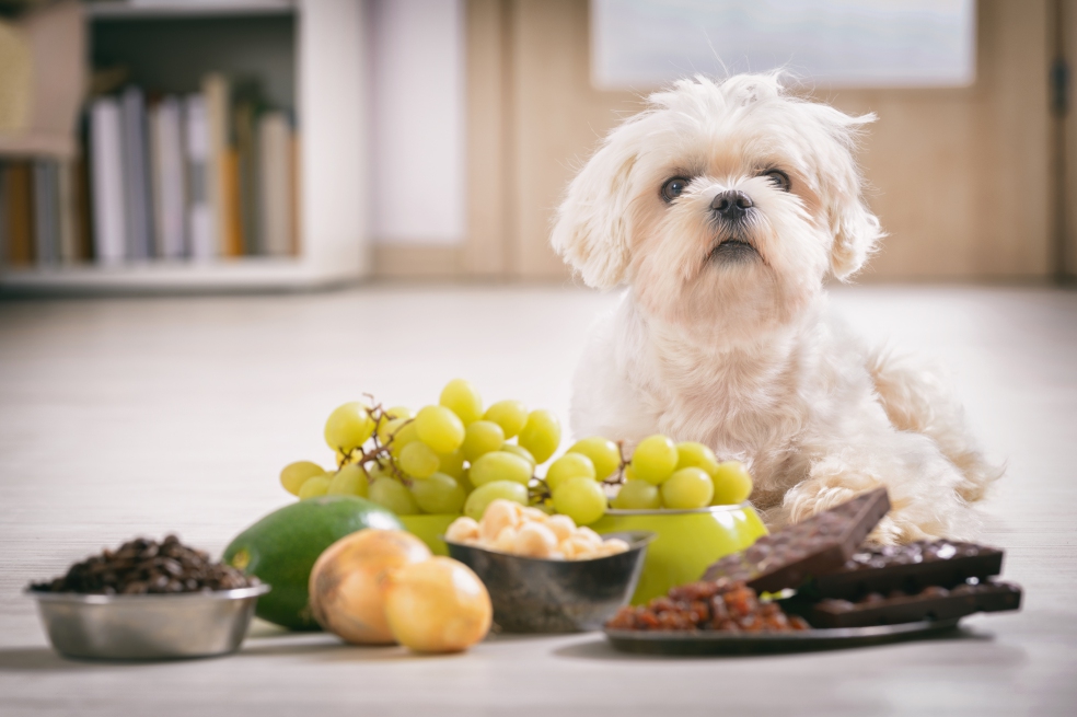 Perros y gatos vegetarianos, ¿es natural?