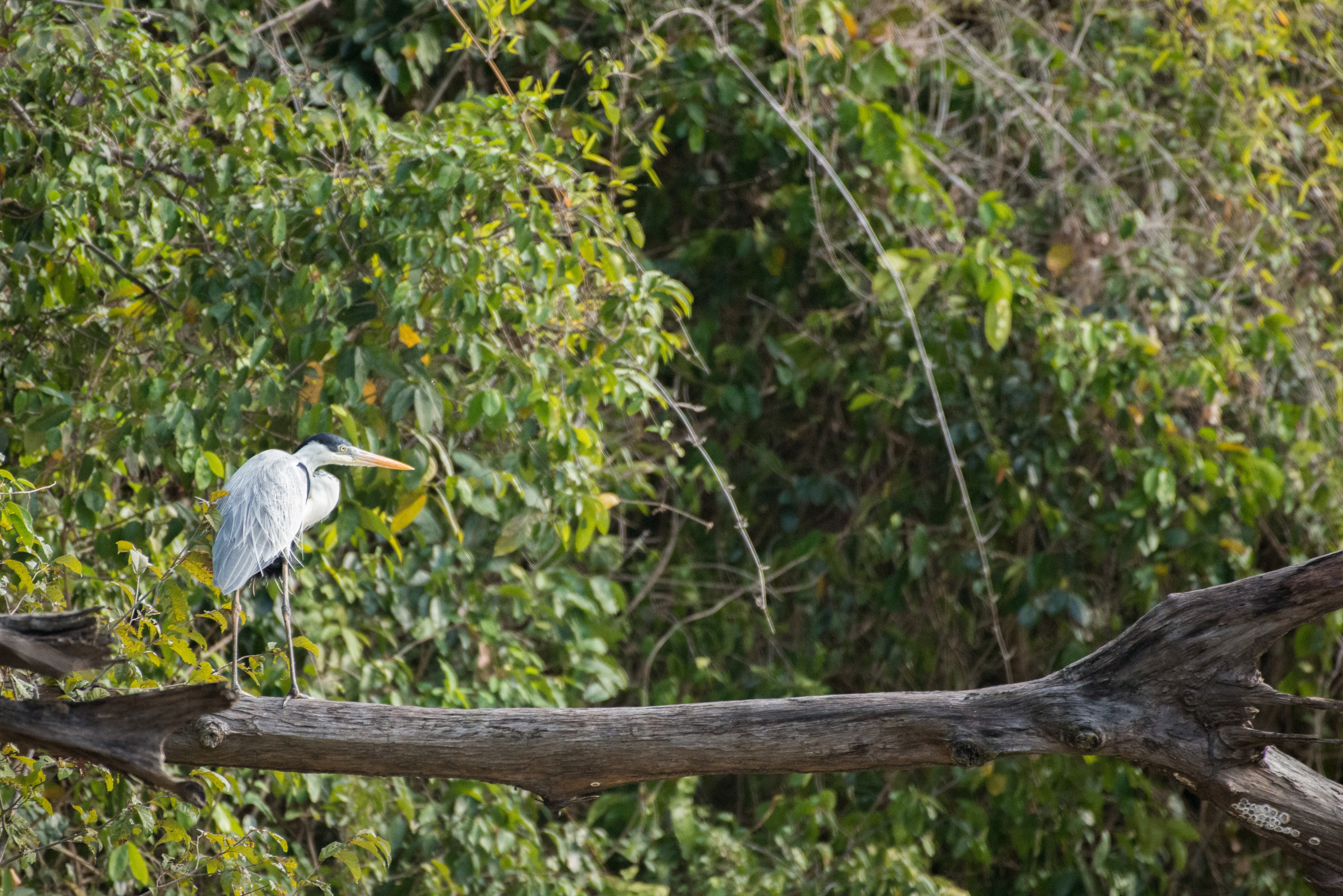 Desde la perspectiva de la Unión Europea, Colombia es un importante líder regional en materia de políticas de cambio climático, y como país amazónico y segundo país con mayor biodiversidad del mundo, es un actor clave en la protección de la biodiversidad.