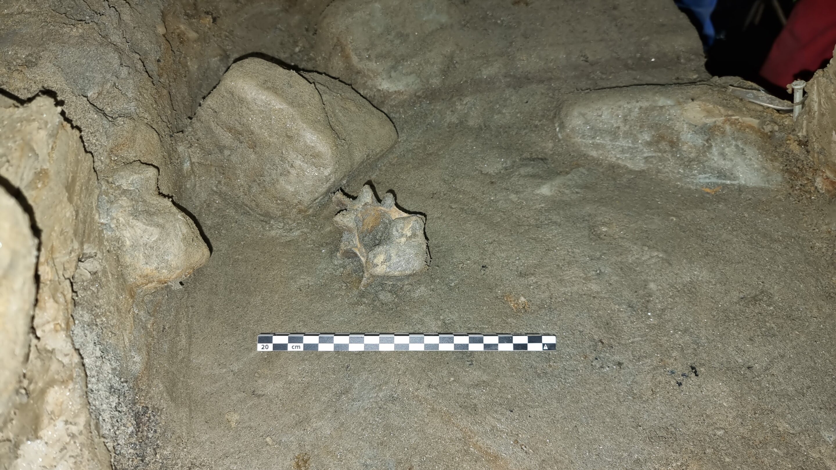Descubren restos de una comunidad de animales que vivió hace 75.000 años en el Ártico