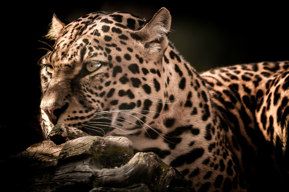 Un leopardo devora a un niño en un parque natural de Uganda