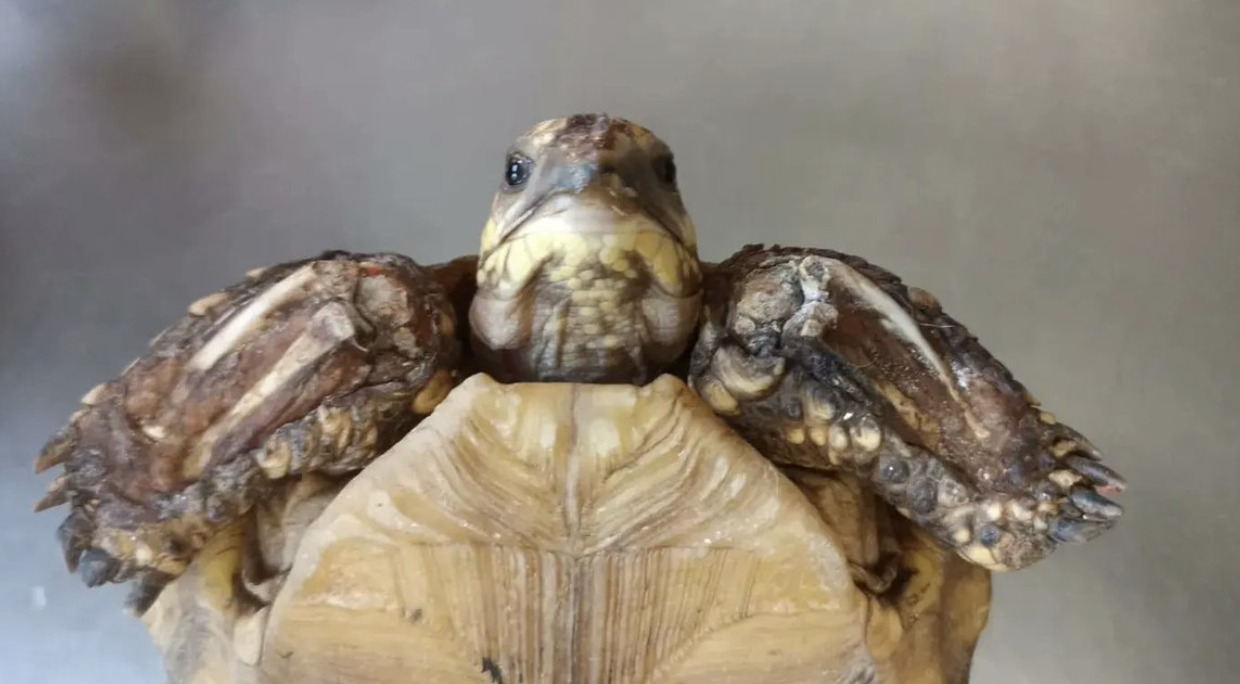 Tráfico ilegal de fauna en Semana Santa: se refuerzan controles en Colombia