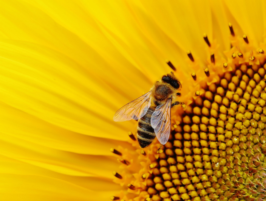 Juez ordena proteger abejas en Colombia ante amenaza de extinción