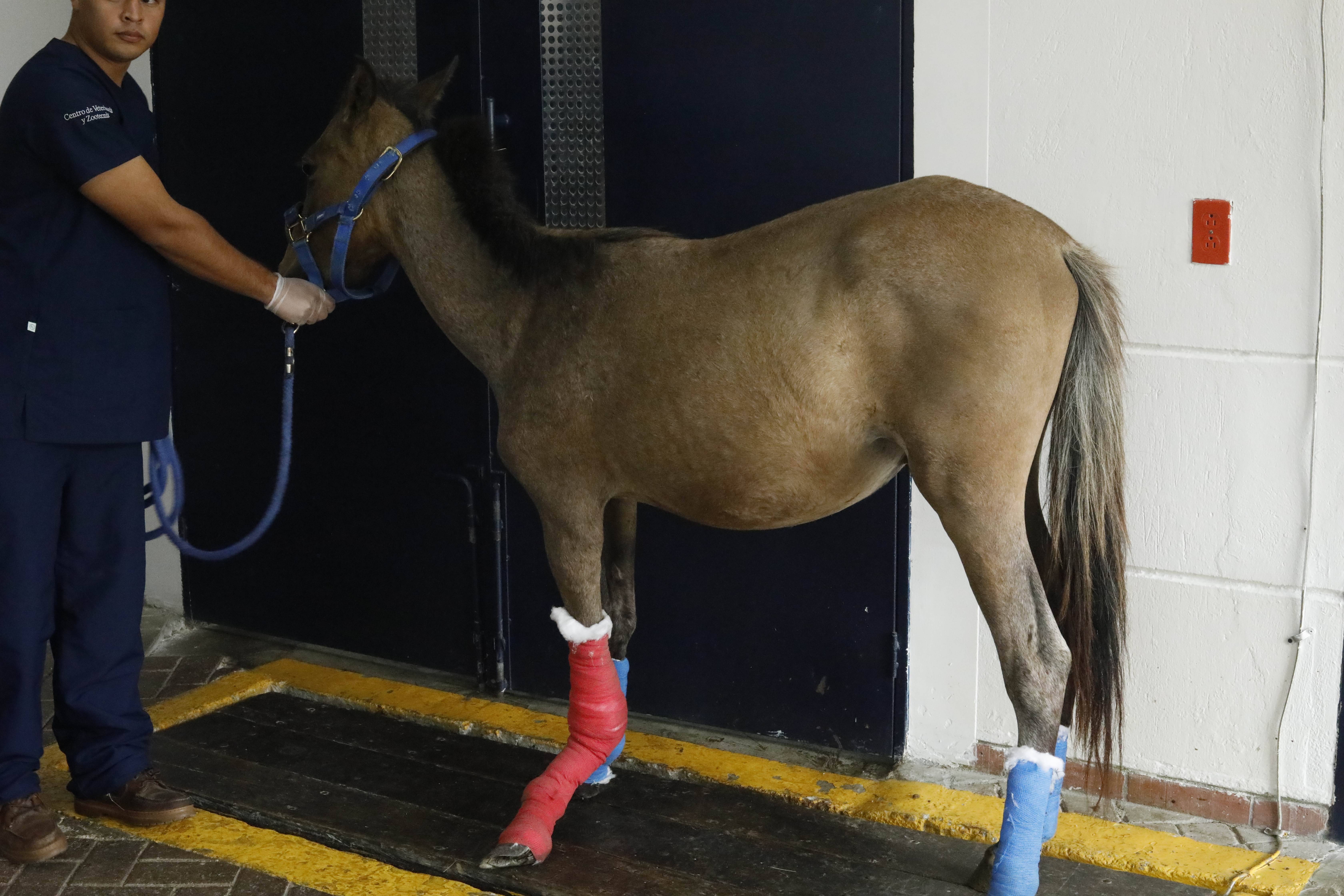 Así avanza la recuperación de Valentino, el caballo rescatado por Jhonny Rivera
