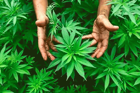 Santos le puso la firma al uso de la marihuana para fines terapéuticos