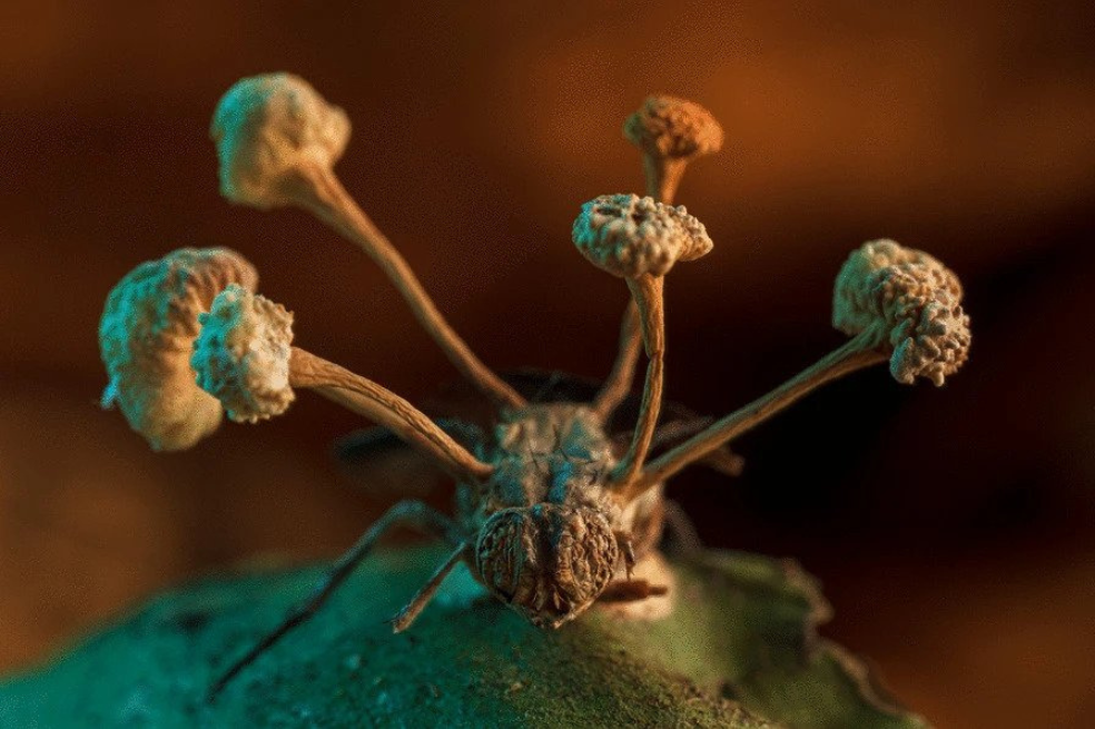 Las mejores fotos de la naturaleza; estas son sus relaciones y lo que las amenaza
