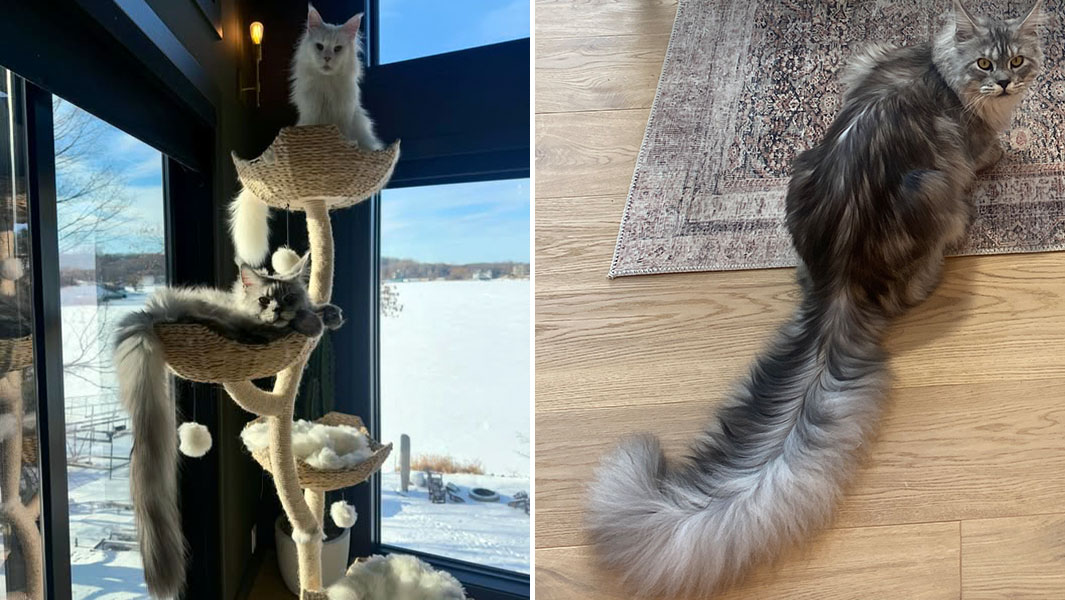 Este es el gato con la cola más larga del mundo, según Guinness World Records