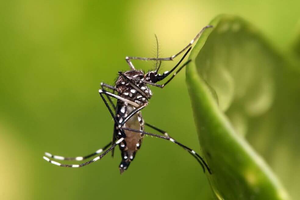A prepararse para la epidemia del dengue en Colombia: van 44.500 casos