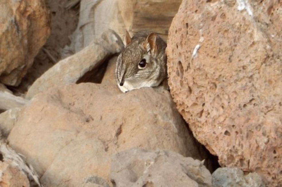 La especie habita lugares rocosos y secos.