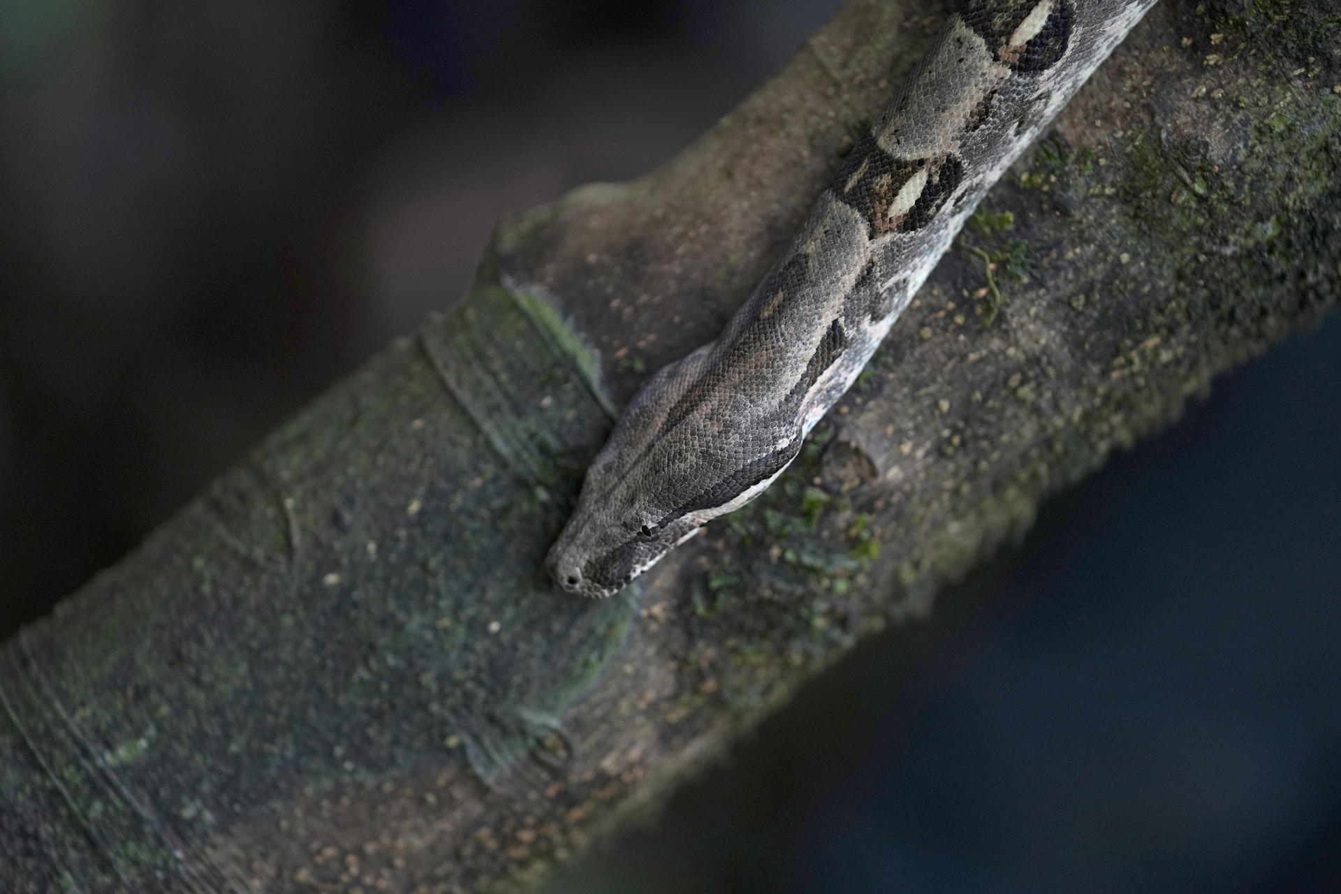 La hormona del hambre: así es como algunas serpientes logran pasar meses sin comer