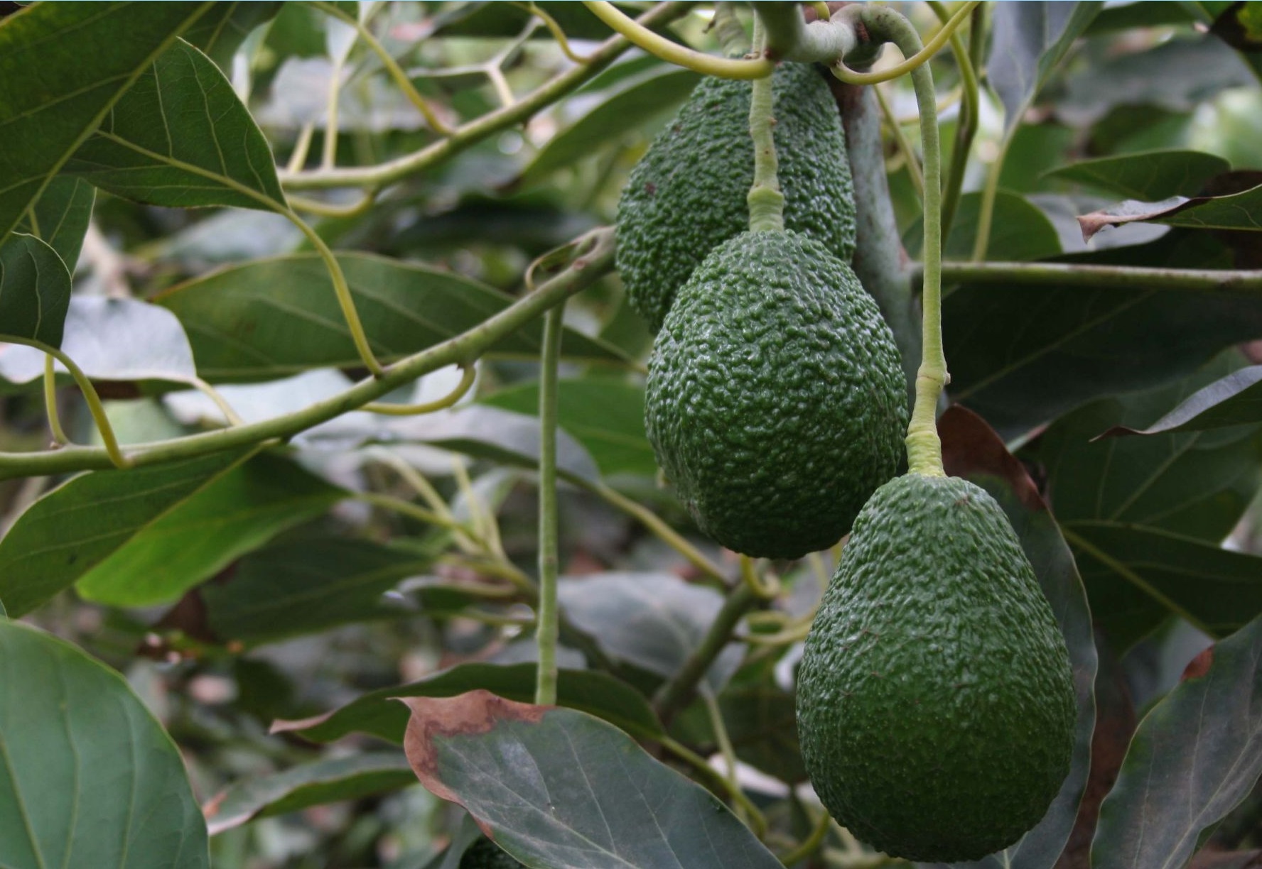 Los humanos llevan 7500 años perfeccionando los aguacates