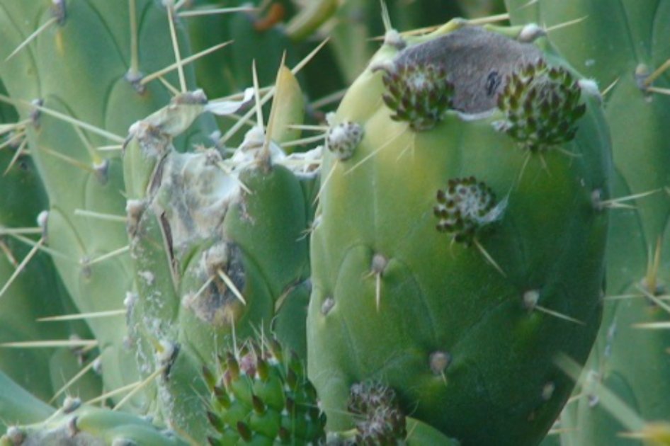 El 30% de los cactus del mundo se encuentran en peligro de desaparecer