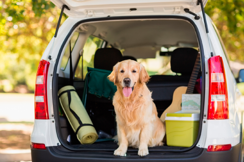 Turismo pet-friendly: cómo viajar con su mascota de forma segura y responsable