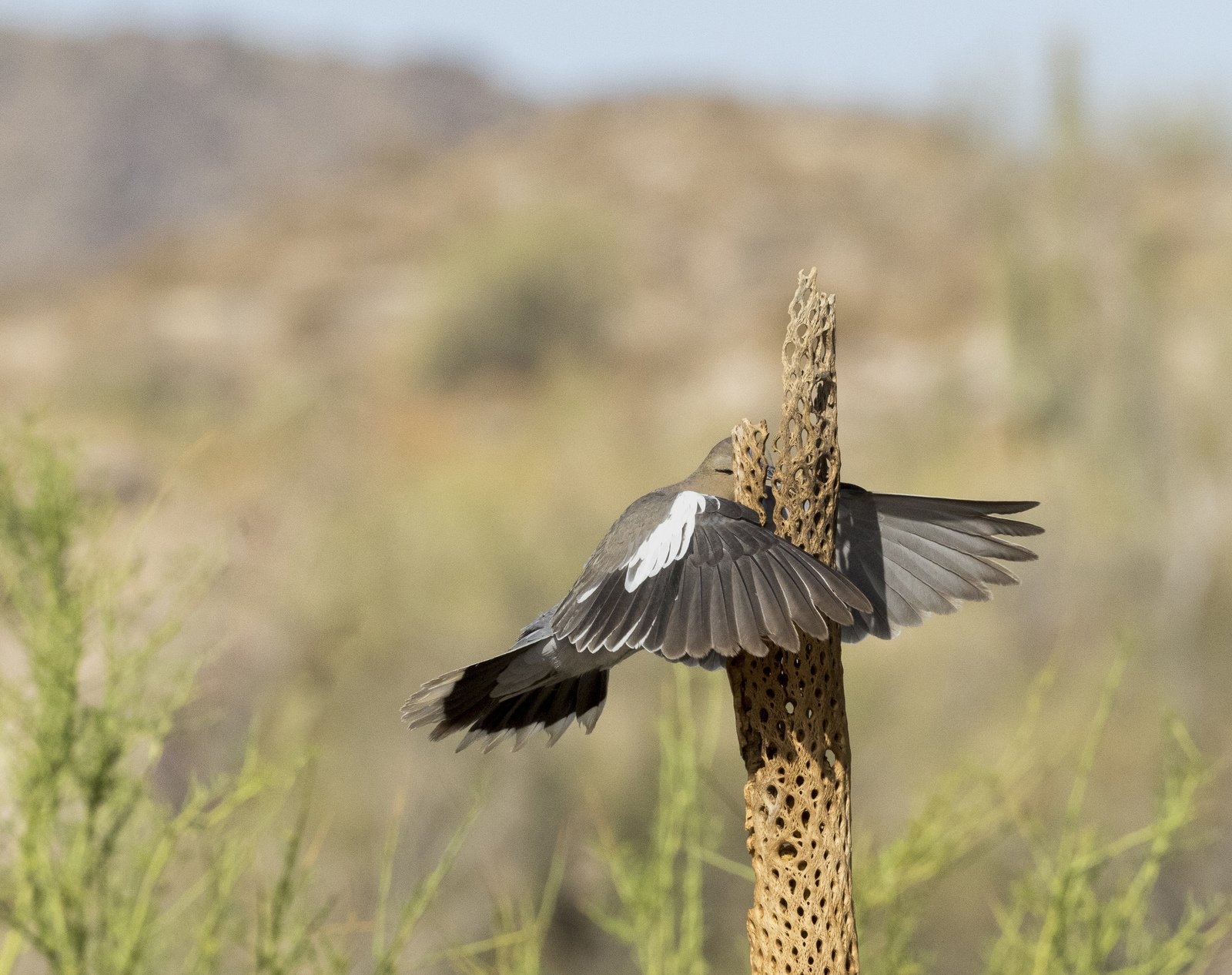 "Eso no estaba aquí ayer". Una paloma de alas blancas que parece volar de frente hacia un esqueleto de cactus cholla en Buckeye, Arizona, Estados Unidos.