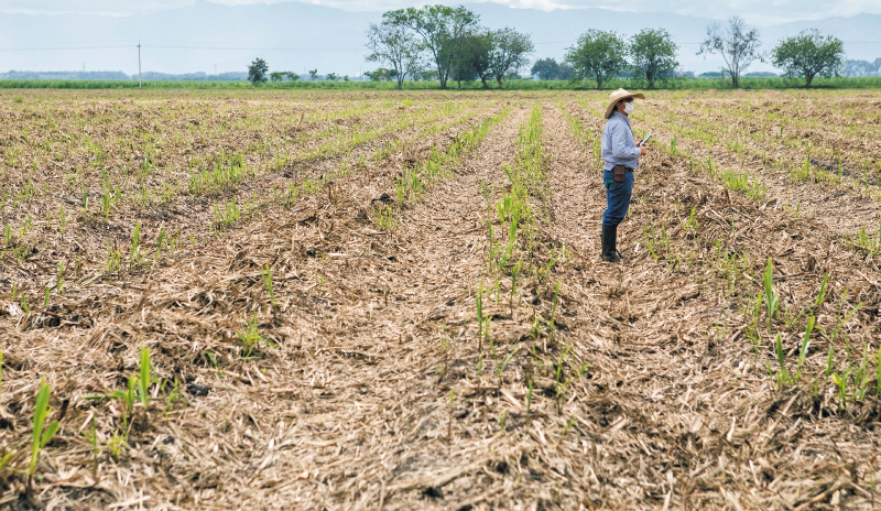 Minagricultura denuncia suplantaciones en las que ofrecen contratos de suministros