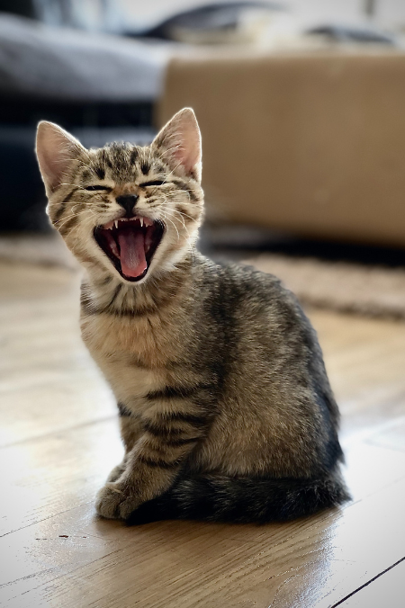 Fotos: estudio revela que los gatos pueden hacer más de 200 expresiones faciales