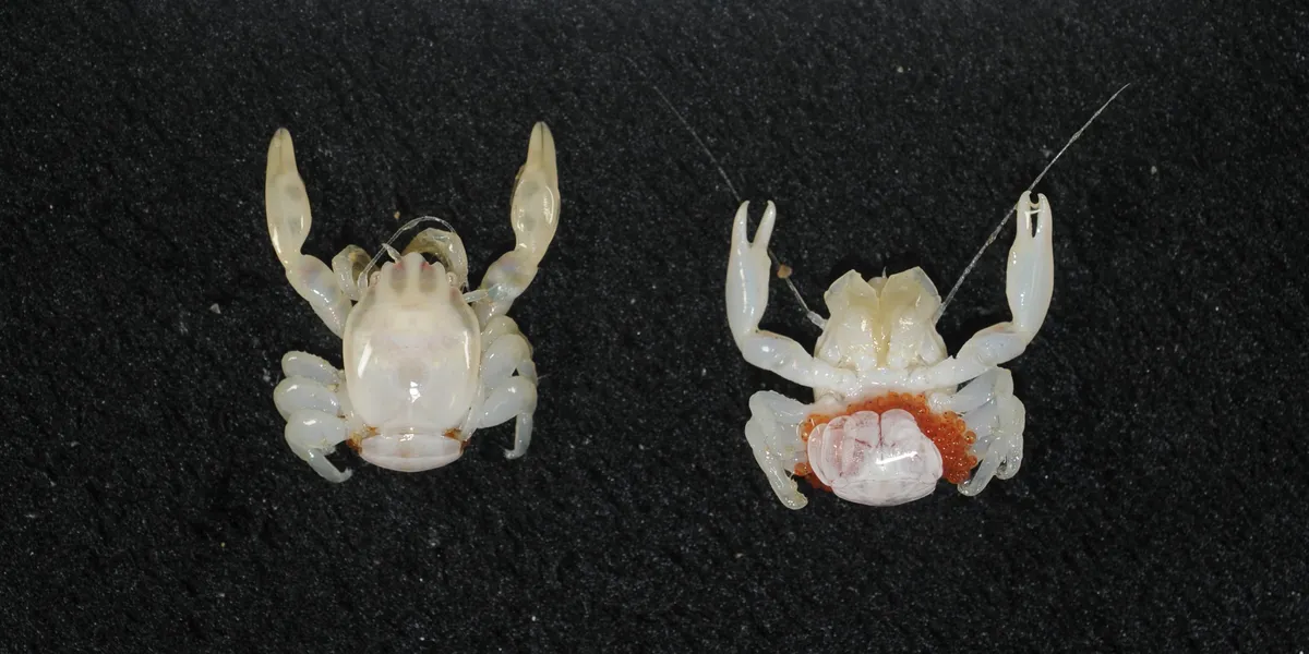 Un tiburón que brilla y un cangrejo pequeño: nuevas especies halladas en Australia