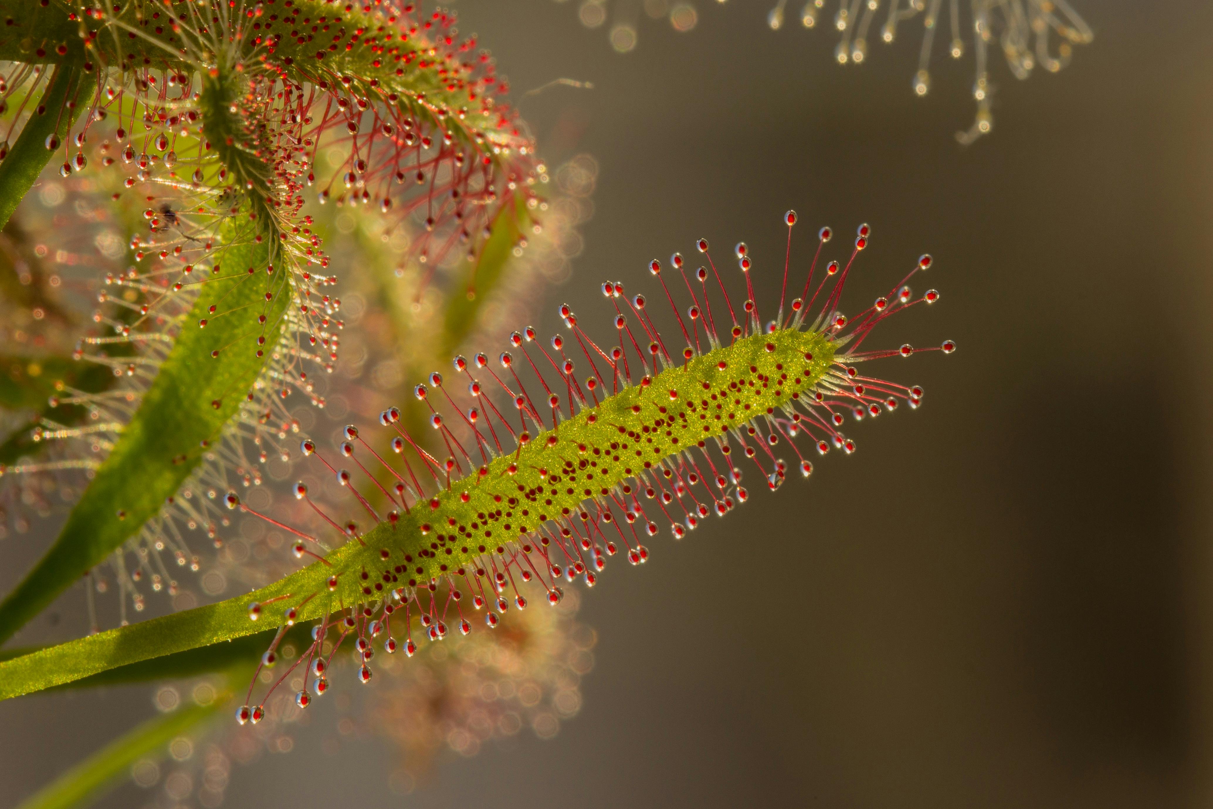 La drosera (Drosera capensis), conocida como rocío del sol, es una planta carnívora que se destaca porque esta cubierta de diminutas gotas brillantes que parecen rocío, estas estructuras atraen a sus presas con su aspecto y aroma. Cuando un insecto se posa sobre ellas, queda atrapado en una sustancia pegajosa y la planta comienza a mover lentamente sus tentáculos para envolverlo y digerirlo.