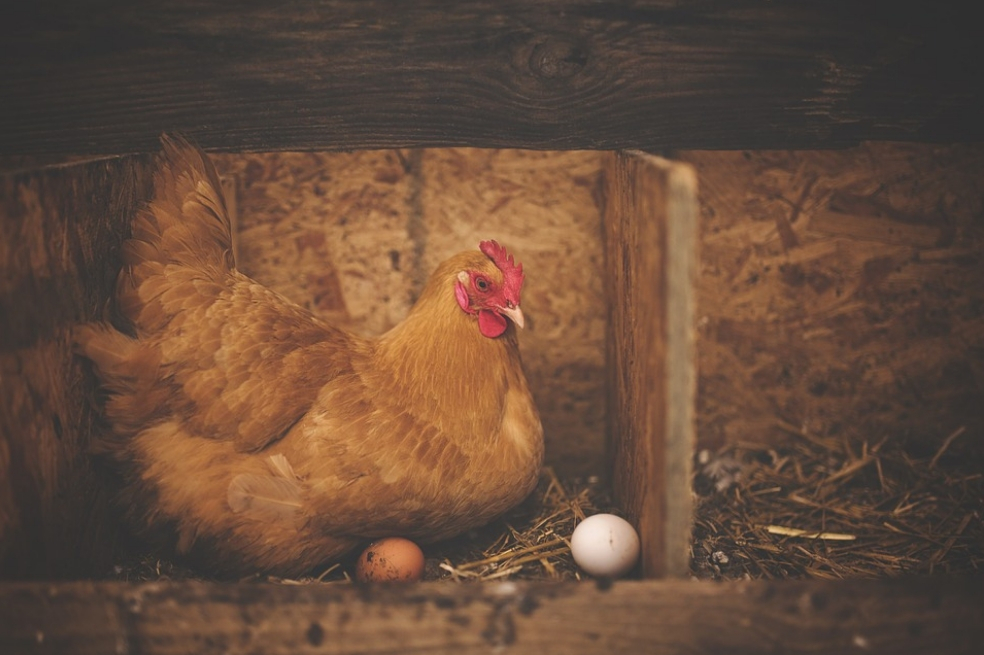 ¿Fue primero el huevo o la gallina? La física cuántica ya tiene una respuesta