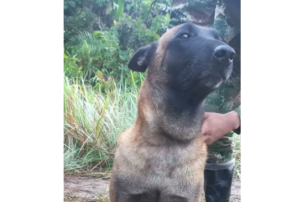 Oliver perro