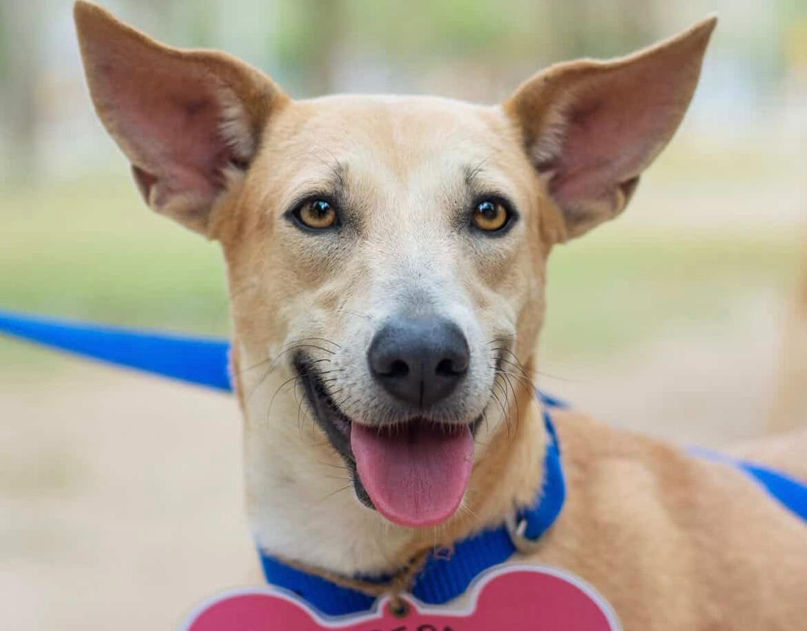 Mi Perro Fest: evento traerá a Bogotá perros costeños que llevan años esperando un hogar