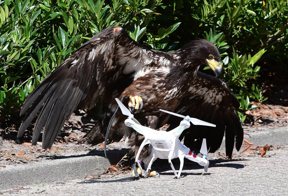 Policía holandesa utiliza águilas para capturar drones