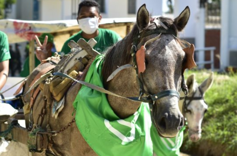 Histórico: Barranquilla prohíbe los vehículos de tracción animal a partir de hoy