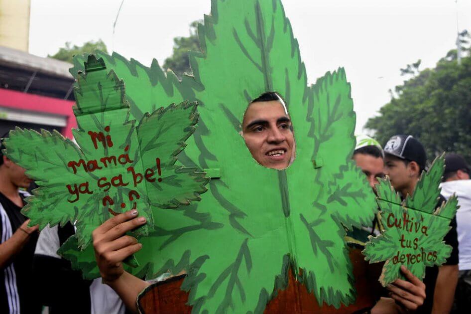 Marihuana recreativa, una de las propuestas que llegará al Congreso el 20 de julio
